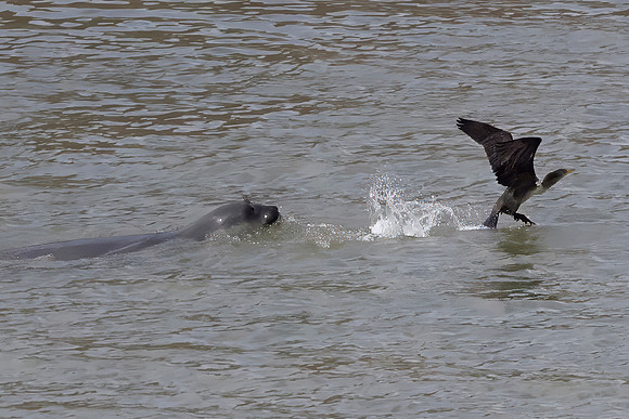 Juvenile Elephant Seal Chasing Cormorant, Point Reyes National Seashore, CA