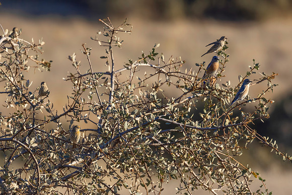 Western Bluebirds and Finches, Pinnacles National Park, CA