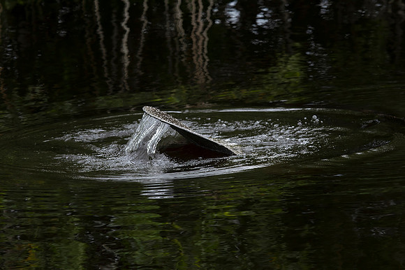 Manatee