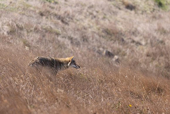 Coyote, Point Reyes National  Seashore, CA