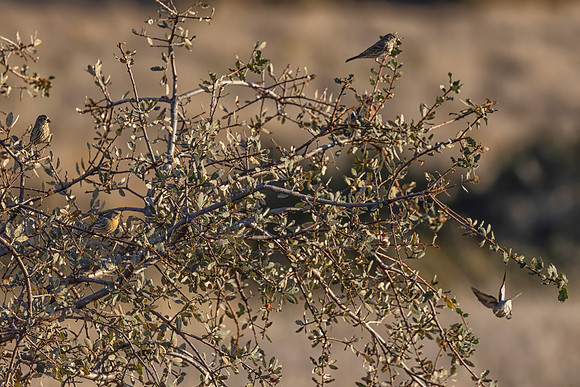 Western Bluebirds and Finches, Pinnacles National Park, CA