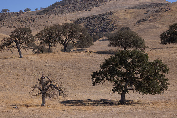Live Oaks, San Joaquin Valley, CA