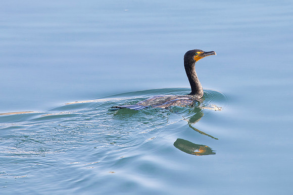 Double-crested Cormorant