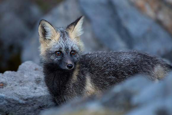 Cascade Fox - Cross Phase