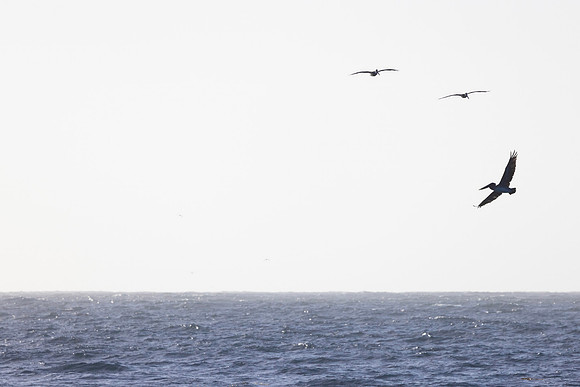 Pelican in Flight, Monastery Beach, CA