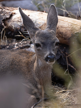 Mule Deer Fawn, Pinnacles NationalPark, CA