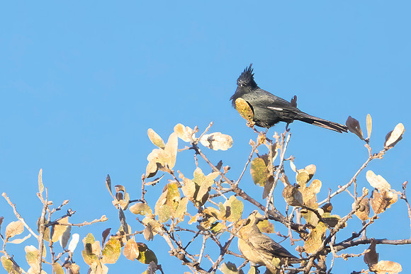 Phainopepla, Pinnacles National Park, CA