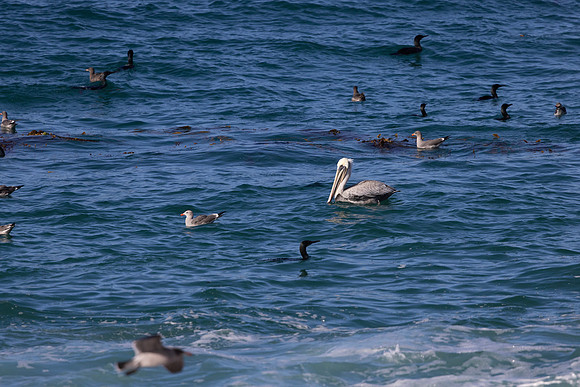 Pelicans, Gulls and Cormorants, Monastery Beach, CA