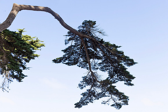 Monterey Cypress, Point Reyes National Seashore, CA