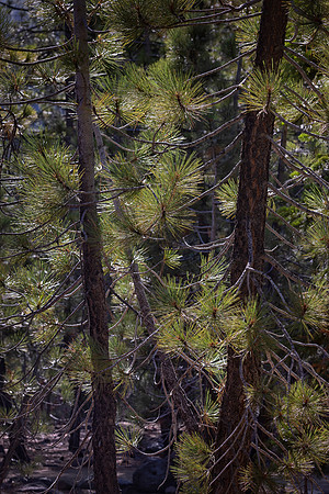 Pines, Redwood National Park, CA