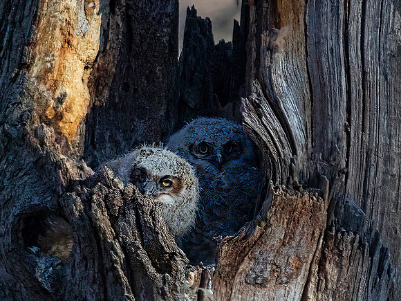 Great Horned Owlets