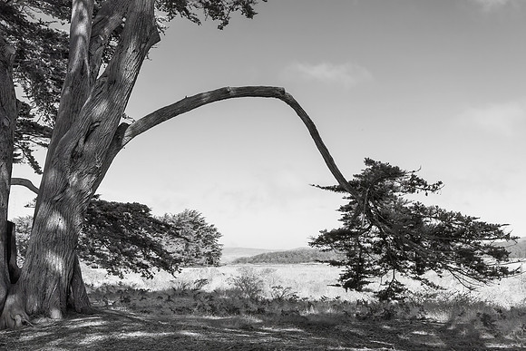 Monterey Cypress, Point Reyes National Seashore, CA