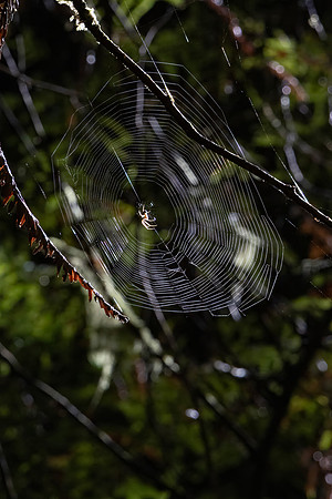 Spiders and Web, Redwood National Park, CA