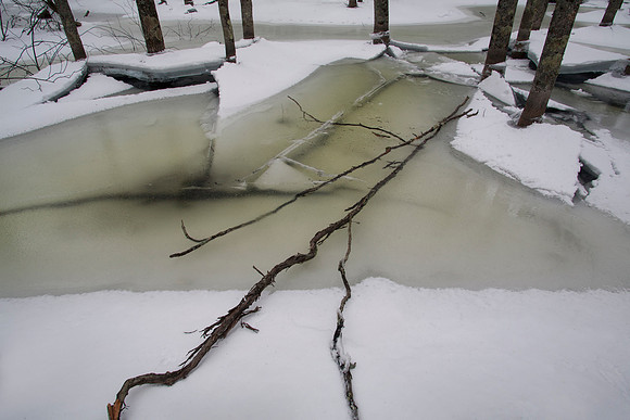 Fallen Limb and Ice Pools, Dancing Trees, Door County, WI (January 24, 2016, 9:53 am)