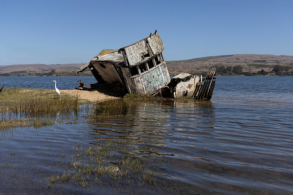 Wrecked Tug and Great Egret, Point Reyes National Seashore, CA