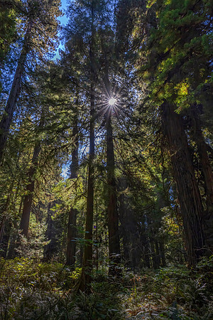 Redwood Forest and Sun, Redwood National Park, CA