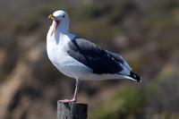 Laughing California Gull