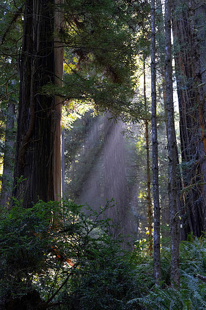 Sun Shafts, Redwood National Park, CA