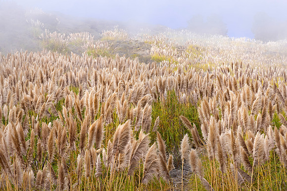 Pampas Grasses, Fog, California Coastline