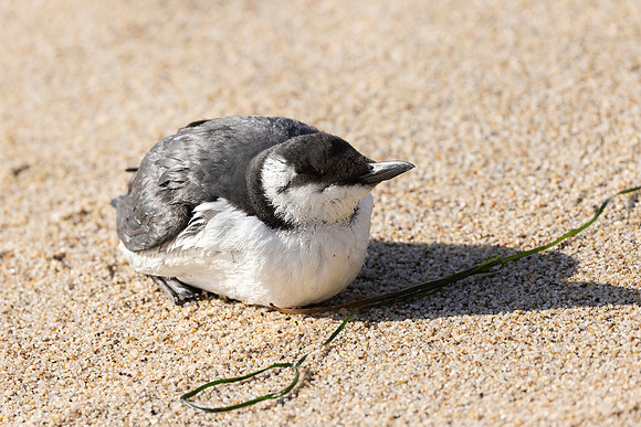 Juvenile Common Tern, Monastery Beach, CA