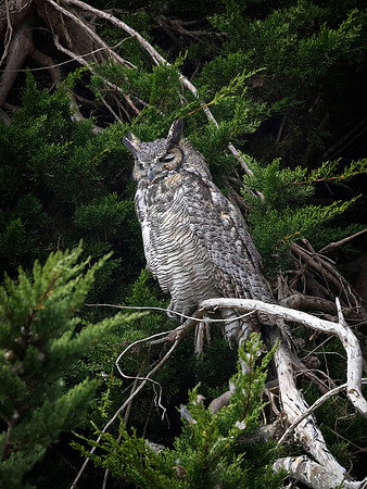 Great Horned Owl, Point Reyes National Seashore, CA