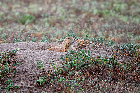 Prairie Dog