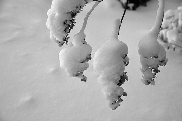 Hydrangea Branches in Snow, Kane County, IL