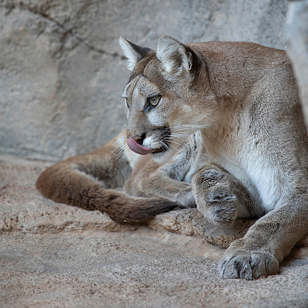Mountain Lion (Captive)
