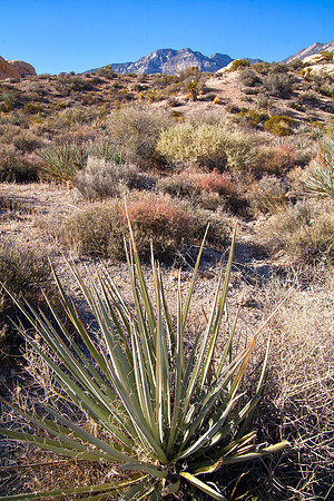 Agave, Red Rock Canyon National Conservation Area, NV