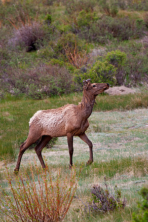 Elk Stag