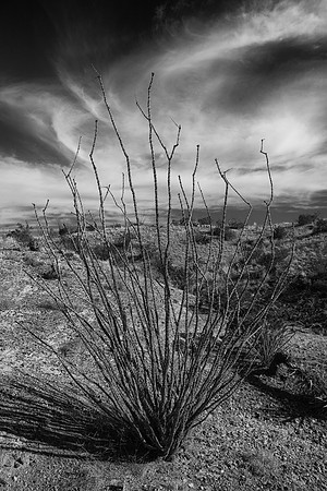 Ocotillo and Sky, Big Bend National Park, TX