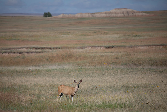 White Tail Doe