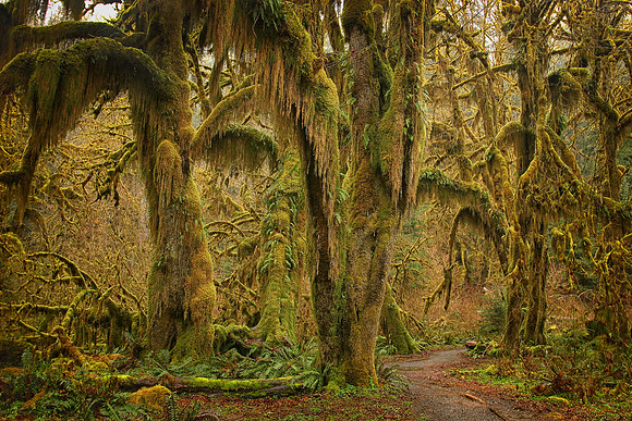 Hoh Rainforest, Olympic National Park, WA