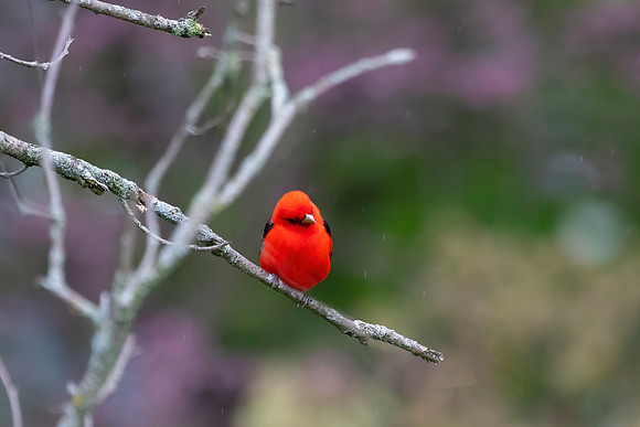Scarlet Tanager, Male