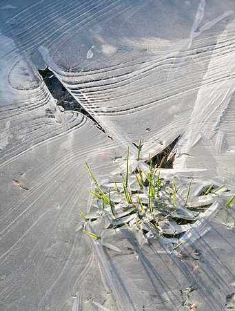 Lawn Ice, Kane County, IL (March 25, 2016, 7:45 am)
