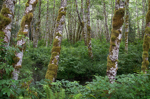 Birch Trees and Club Moss, Hoh Rainforest, Olympic National Park, WA