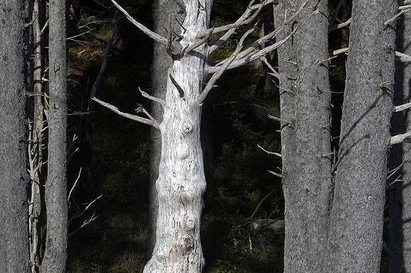 White Trunk, Rialto Beach, Olympic National Park, WA