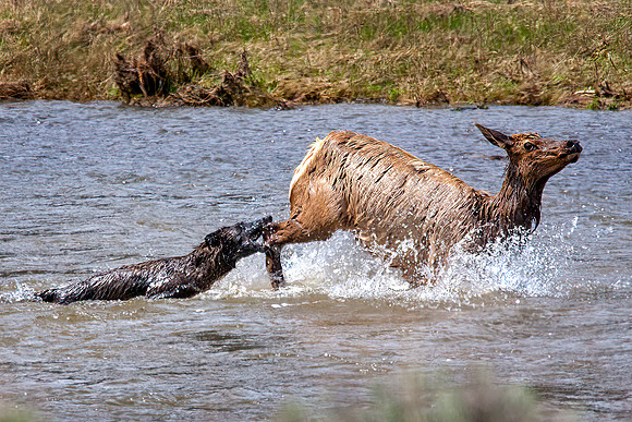 Wolf and Elk