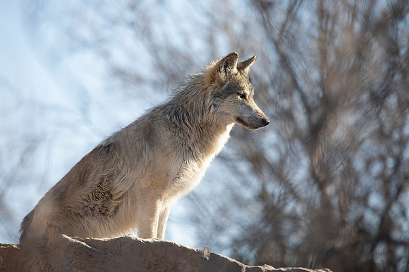 Gray Wolf (Captive)