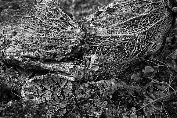 Prickly Pear Cactus Skeleton, Big Bend National Park, TX