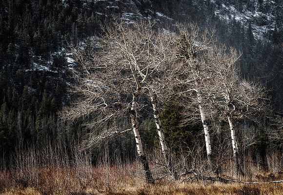 Windblown Aspen, Rocky Mountain National Park, CO