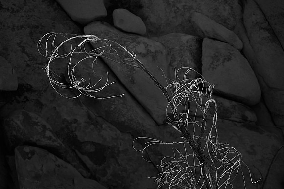 Stripped Branch, Joshua Tree National Park, CA