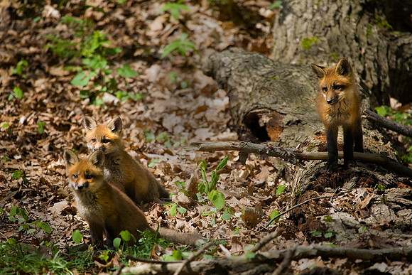 Three Fox Kits, Starved Rock State Park, LaSalle County, Illinois (May 2, 2009 9:45am)