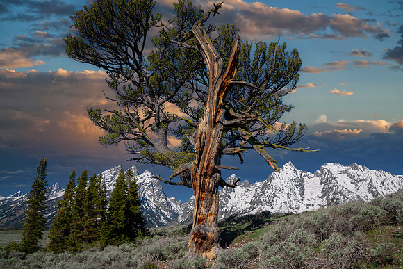 Patriarch Tree at Sunrise, Grand Teton National Park, WY