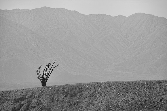 Ocotillo, Anza Borrego Desert State Park, CA