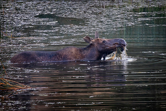 Moose Cow