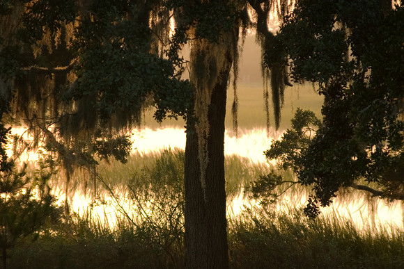 Oak at Sunset, Boone Hall Plantation, Charleston, SC