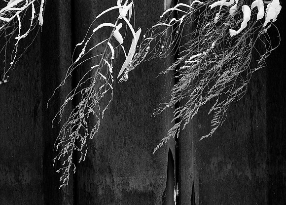 Snow on Branches, Door County, WI
