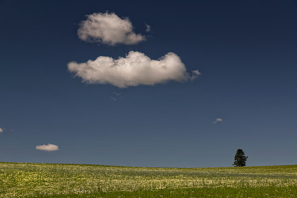 Solitary Tree With Clouds, Potlatch Junction, ID