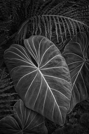 Colocasia, Nicholas Conservatory, Rockford, IL